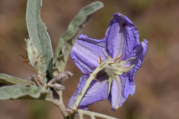 Silverleaf Nightshade has silvery foliage on the stem, leaves and flowers, flowers and stems also have small but very sharp spines. Solanum elaeagnifolium